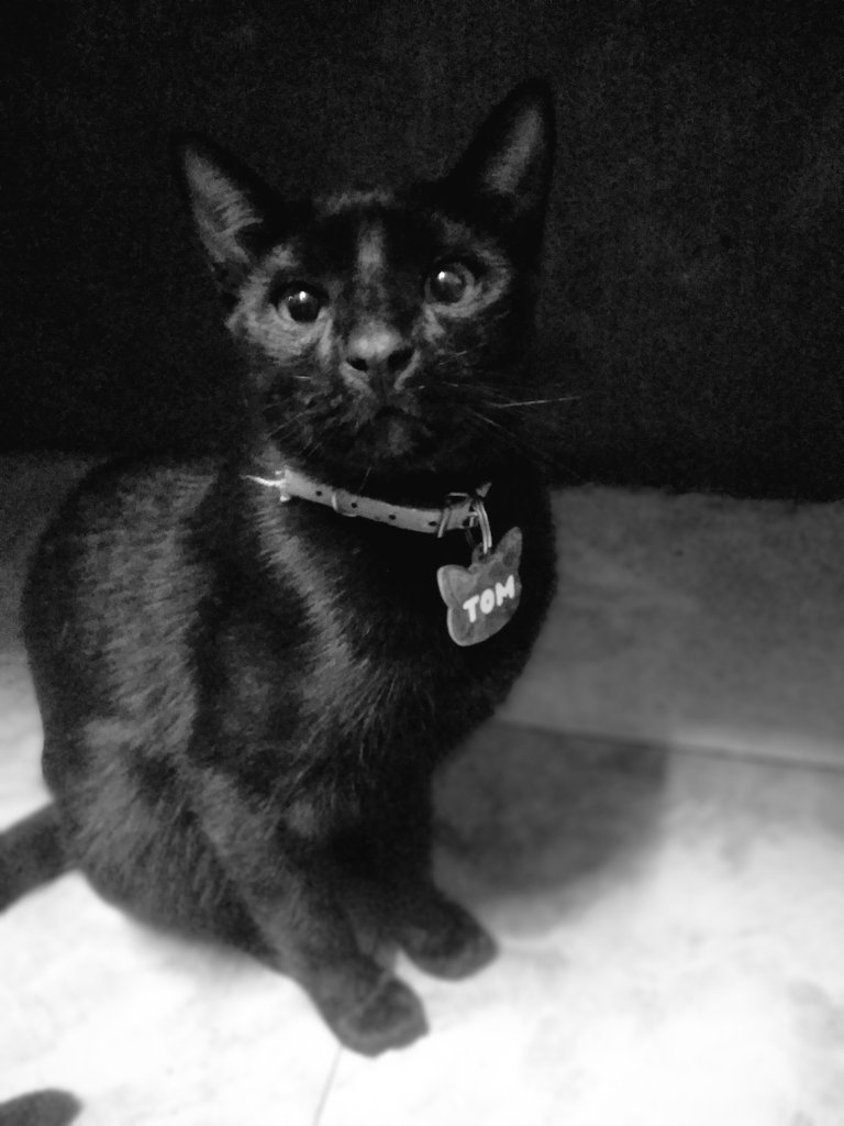 sos mi razón de seguir mi tomcito❤️‍🩹