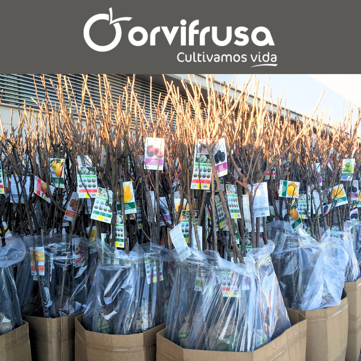 La mejor presentación y embalaje del producto para que llegue a los puntos de venta en el mejor estado de conservación, presentada de la manera más atractiva y con información útil para el consumidor final, asegurando de esta manera la satisfacción de todos nuestros clientes.