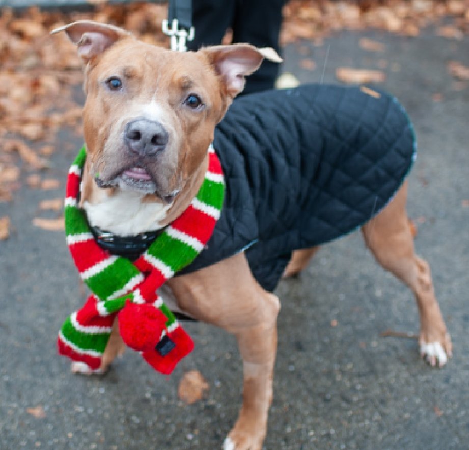 NMBewitched's tweet image. 3 Days of #Valentines 
Enzo 
King of the #OfficeDogs 
nycacc.app/#/browse/209474
#AdoptMe #RescueMe 

Perfection Exists, it is in the eyes of the Beholder
Great leash walker, social, outgoing &amp;amp; friendly to peeps, dogs &amp;amp; kids though he prefers praise 1st 
Exquisite companion