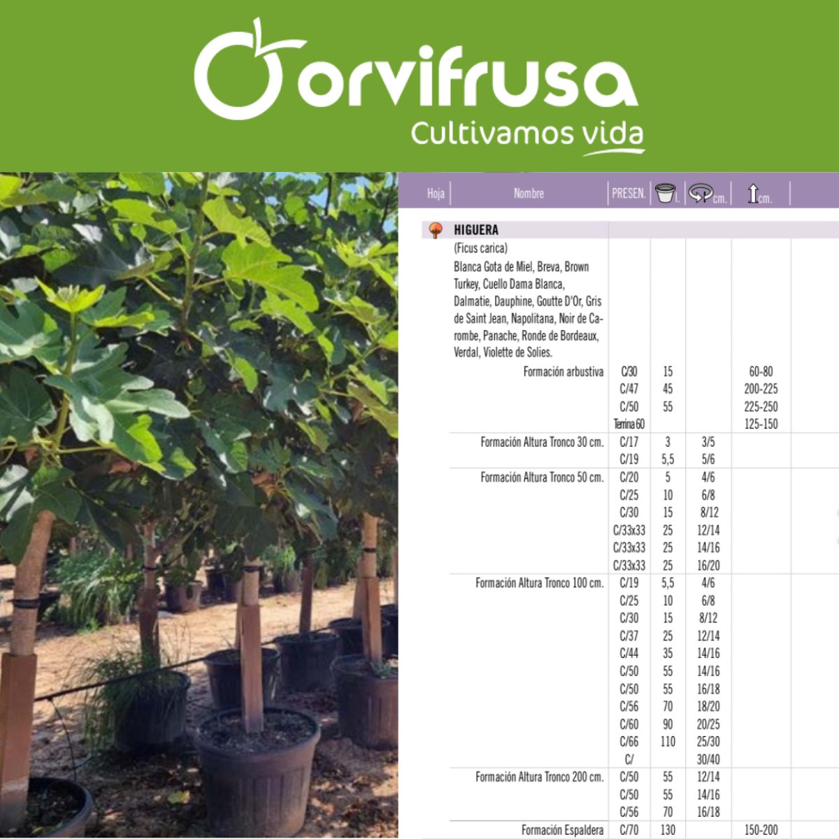 🌿 ¡Cultivamos vida en Orvifrusa! 🚜✨ Descubre nuestra amplia variedad de higueras, incluyendo las exquisitas Gota de Miel, Breva y Brown Turkey.  

Formaciones variadas: 
orvifrusa.com/wp-content/cat…

#Higueras #Cultivamosvida #Viveros