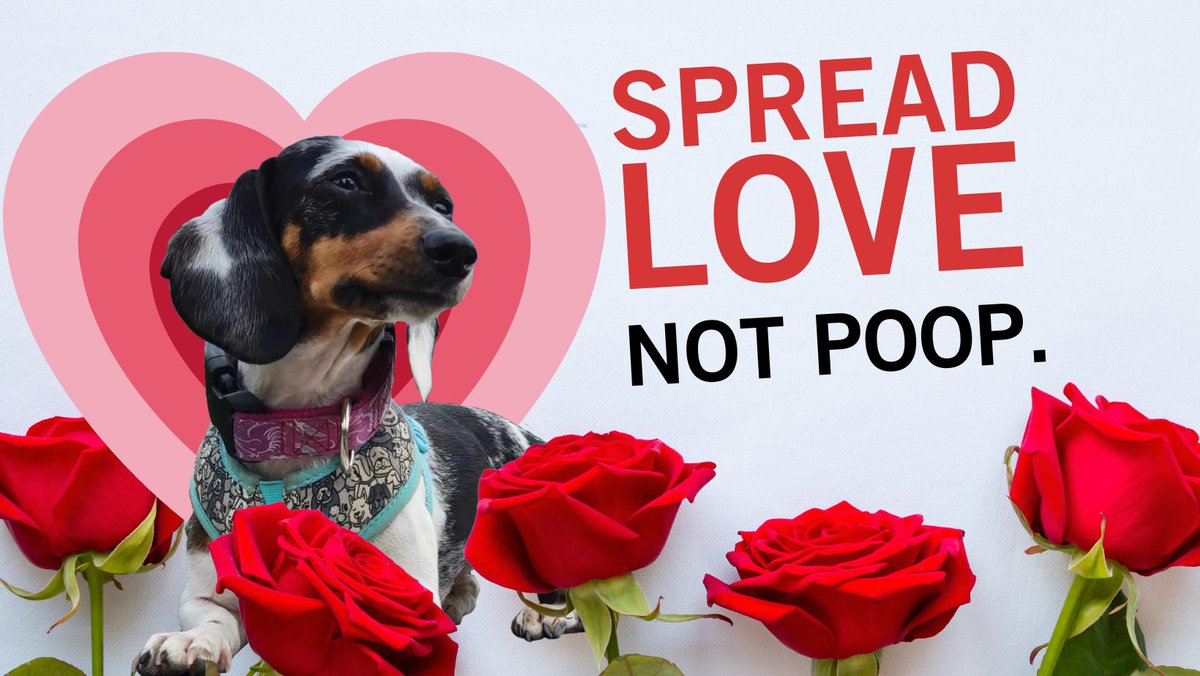 WhatcomCoPWA's tweet image. Roses are red, violets are blue. It’s sure great that you clean up my doo-doo!
Learn more: whatcomcounty.us/ScoopPoop
#ScoopItBagItTrashIt
#SpreadLoveNotPoop