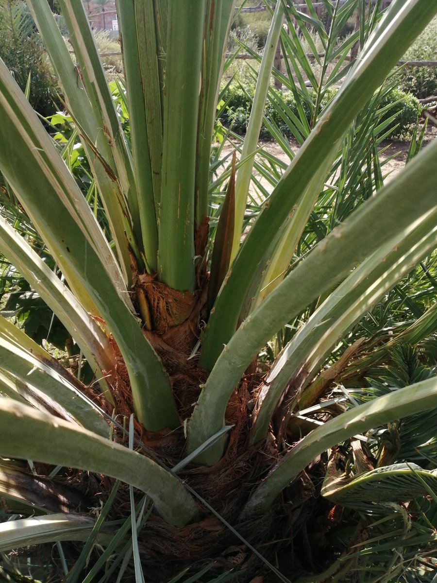 ١٢ شعبان ١٤٤٦هـ
#تمور_الكامل_وسايه