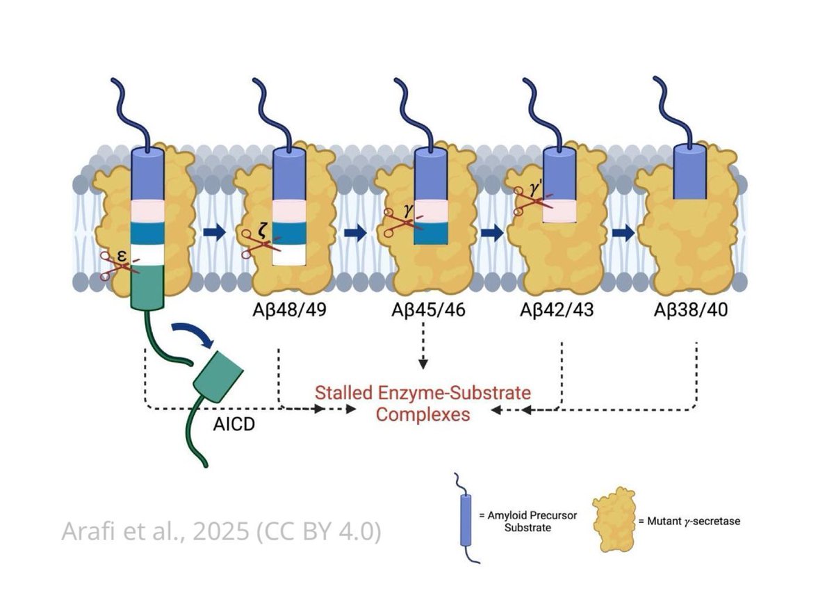 Alzheimer’s disease is likely caused by stalled protein processing in the brain, according to a new study.
elifesciences.org/reviewed-prepr…