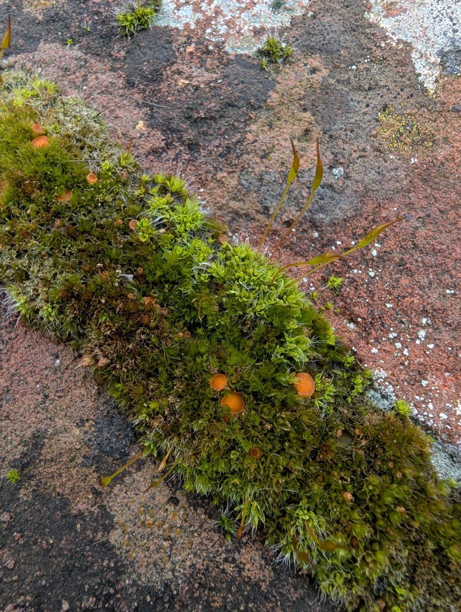 Hannah Hulbert ✍️ tweet media