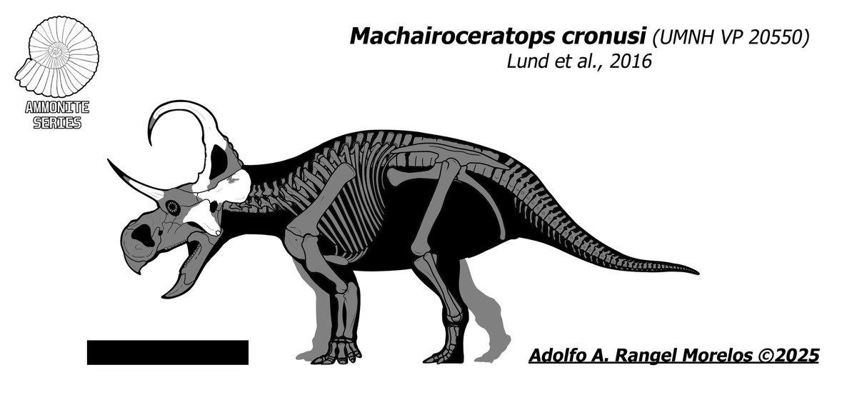 AmmoniteSeries's tweet photo. Machairoceratops cronusi skeletal!
Machairoceratops joins the project, along with his brother Diabloceratops (published yesterday).
I find it curious how the shape of the squamosal resembles that of the Diabloceratops.
#machairoceratops #skeletal #drawing #dinosaur #paleoart https://t.co/mXusYZXpGd