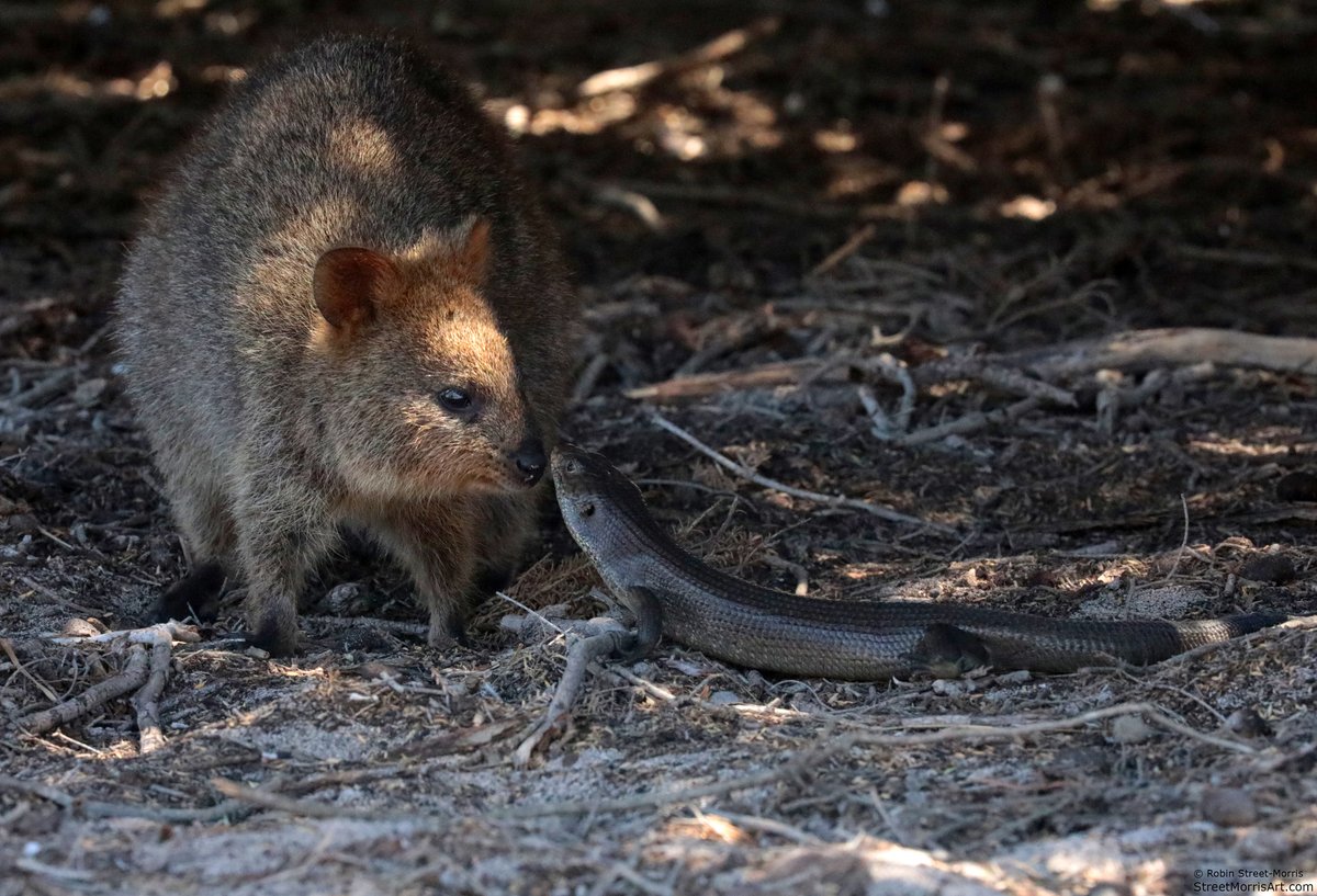 inaturalist's tweet image. In Australia a King's Skink (Egernia kingii) and a Quokka (Setonix brachyurus) meet - it's our #TwoferTuesday Observation of the Day! Seen by streetmorrisart.

More details at: inaturalist.org/observations/2…