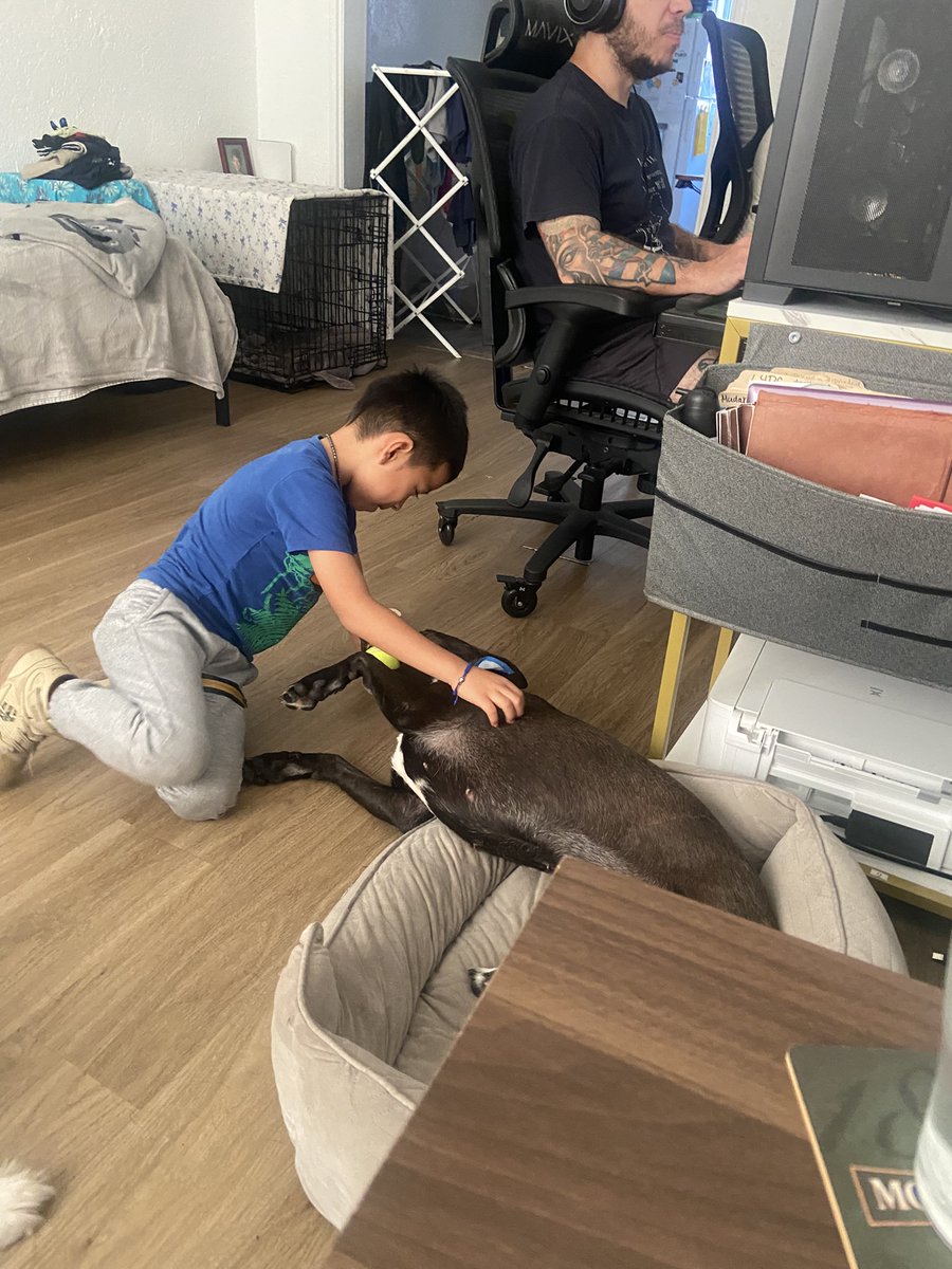 PawPlan's tweet photo. Our #fosterdog loves little #kids too! #Adoptthisdog #MiamiBeach #33139 https://t.co/zSbD3NOawo