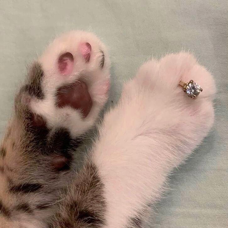 "Will you meowy me?"