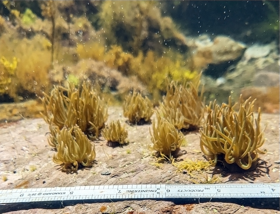 Journal of Experimental Biology (@j_exp_biol) on Twitter photo Snakelocks sea anemones point their tentacles, packed with symbiotic algae, toward the sun so their lodgers can photosynthesize and now <a href="/Venky_MVN/">Vengamanaidu M</a> & co have discovered that photosynthesis by the algae guides their host's tentacles towards the sun
journals.biologists.com/jeb/article/22… Snakelocks sea anemones point their tentacles, packed with symbiotic algae, toward the sun so their lodgers can photosynthesize and now <a href="/Venky_MVN/">Vengamanaidu M</a> & co have discovered that photosynthesis by the algae guides their host's tentacles towards the sun
journals.biologists.com/jeb/article/22…