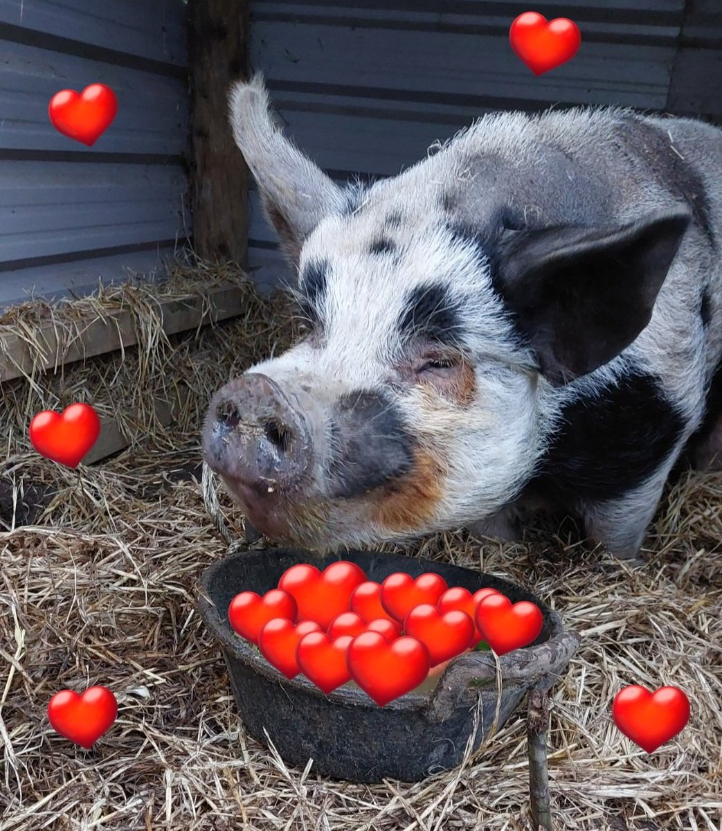 Kim Rathbone (@rathbonekim) on Twitter photo Pigoneer Pig Of the Day Monty!
Monty <a href="/BTWsanctuary/">Beneath The Wood Sanctuary Ⓥ 𓃟 Pigoneer</a> would love more Pigoneers this Valentine💗
So instead of buying red roses why not feed a few Pink Noses🐽♥️🐽♥️
The perfect gift for your animal lover,
join the Pigoneers for as little as £2.50 a month♥️ globalvegancrowdfunder.org/pigoneer-2000-… Pigoneer Pig Of the Day Monty!
Monty <a href="/BTWsanctuary/">Beneath The Wood Sanctuary Ⓥ 𓃟 Pigoneer</a> would love more Pigoneers this Valentine💗
So instead of buying red roses why not feed a few Pink Noses🐽♥️🐽♥️
The perfect gift for your animal lover,
join the Pigoneers for as little as £2.50 a month♥️ globalvegancrowdfunder.org/pigoneer-2000-…