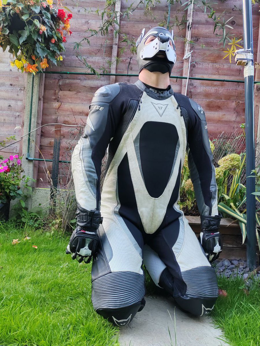 DiverPup tweet media