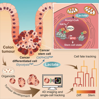 New!  Online now: Lactate controls cancer stemness and plasticity through epigenetic regulation dlvr.it/THwCvc
