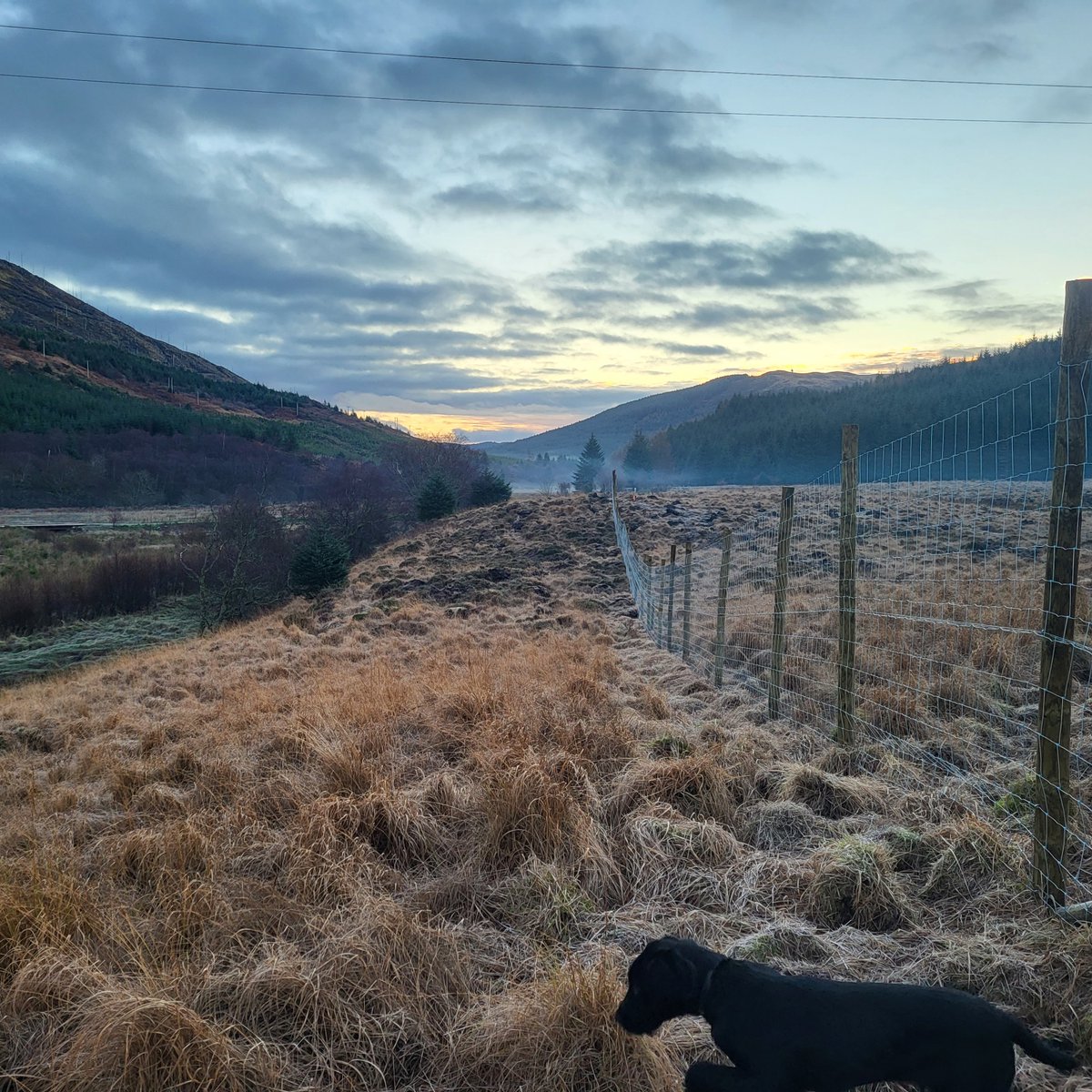 CarbonStoreuk's tweet photo. 🌳 CarbonStore Project Update 🌳

We're excited to share our latest project at Corrachaive Farm, Argyll! In collaboration with Tilhill Forestry, we've transformed 17.17 hectares of former grazing land into a thriving woodland. 🌲🌿

See Link to case study in comments https://t.co/zHDf94BRhh