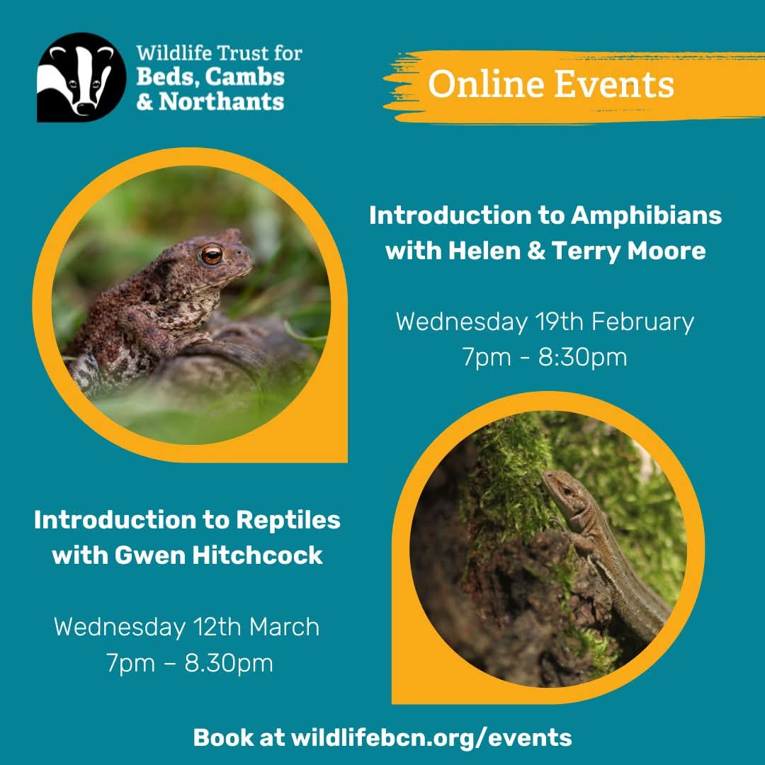A couple of upcoming online workshops we're running!🐸🐍
Booking &amp; further information: wildlifebcn.org/events
#UKamphibians #UKreptiles #Training