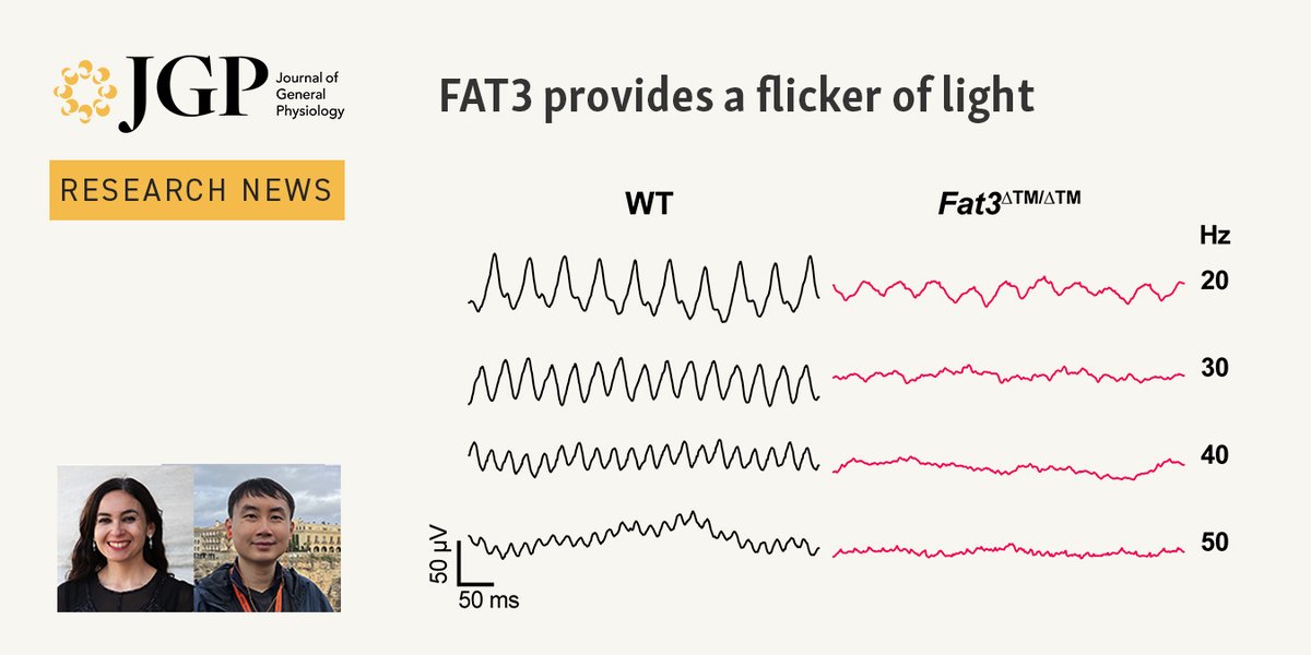Journal of General Physiology (@jgenphysiol) on Twitter photo Latest in our Research News: new study from <a href="/EvelynAvilesF/">Evelyn Aviles</a>, <a href="/YunluSawyerXue/">Yunlu Sawyer Xue</a> et al. (hubs.la/Q036cb2H0) reveals that visual perception of high-frequency flickers requires signaling by the tissue polarity protein FAT3 in retinal bipolar cells. hubs.la/Q036cfDT0 Latest in our Research News: new study from <a href="/EvelynAvilesF/">Evelyn Aviles</a>, <a href="/YunluSawyerXue/">Yunlu Sawyer Xue</a> et al. (hubs.la/Q036cb2H0) reveals that visual perception of high-frequency flickers requires signaling by the tissue polarity protein FAT3 in retinal bipolar cells. hubs.la/Q036cfDT0