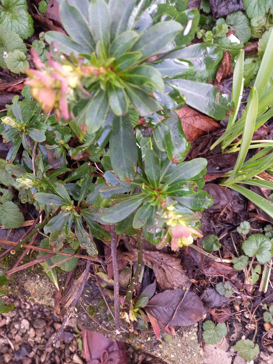 Science4gardnrs's tweet photo. Good tough very  hardy 'waterproof 'Euphorbia 
Tony  
https://t.co/cT0YAUaC0o https://t.co/oMITaC3LGw