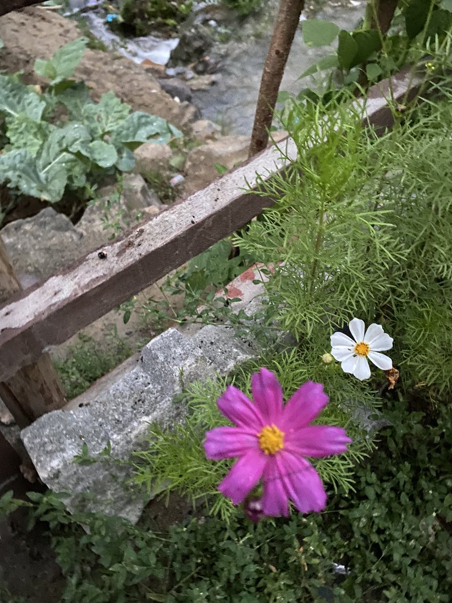 مس.السُّمو tweet media