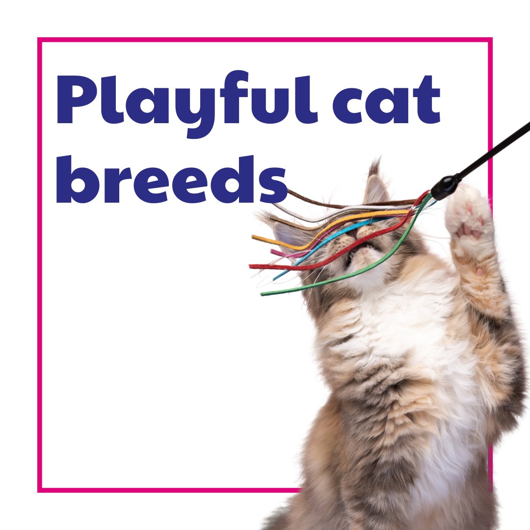 Purely Pets Insurance tweet media