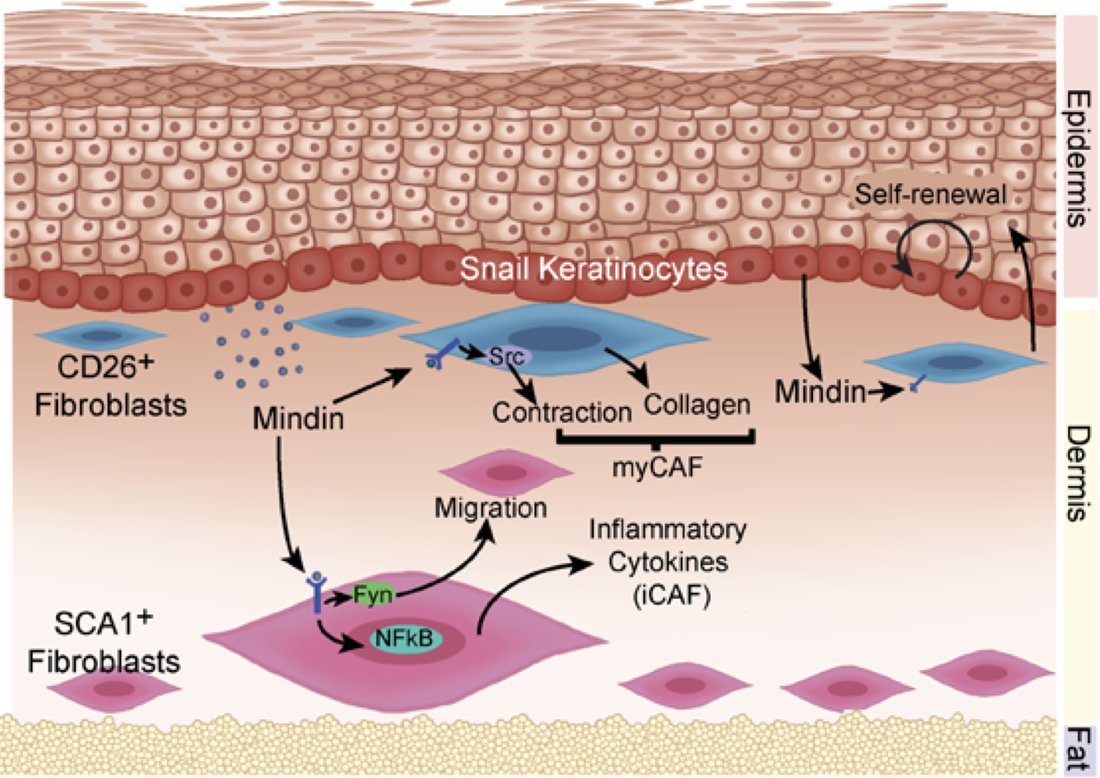 New Research Alert!

Our latest JCI Insight study reveals how Mindin (Spondin-2) regulates fibroblast subpopulations via Src kinases, key to fibrosis &amp; cancer. 🔬
 insight.jci.org/articles/view/…

Congrats to all co-authors &amp; supporters! 🎉

#Fibrosis #Cancer #Fibroblasts #Research