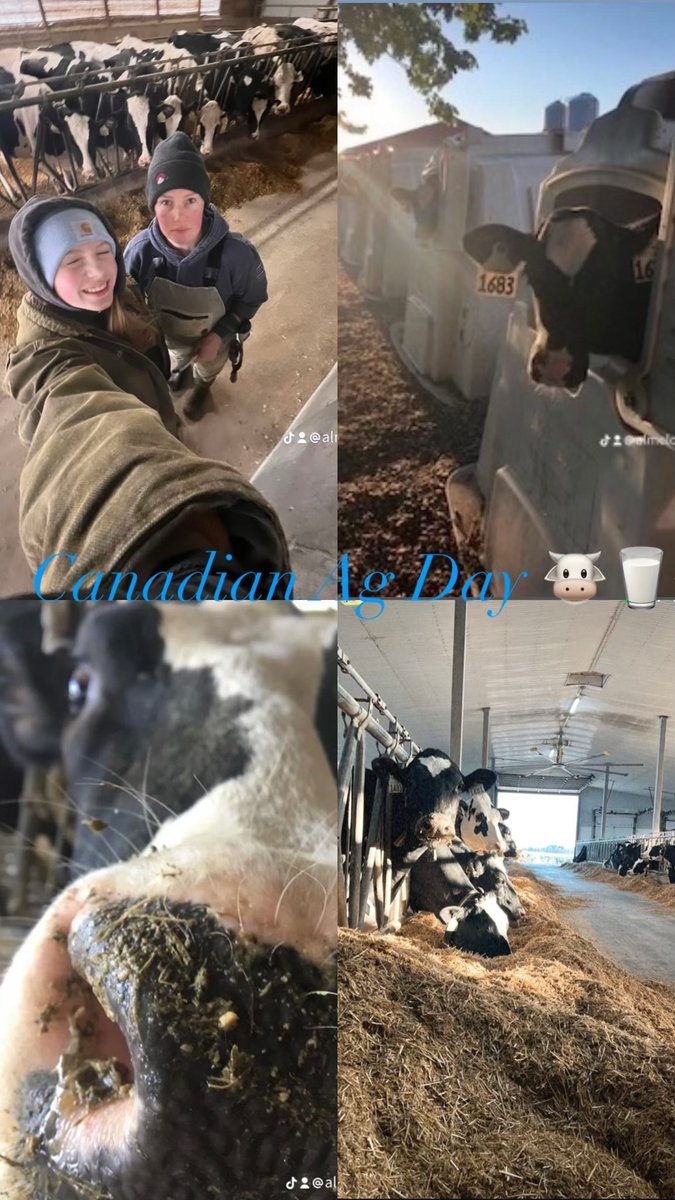Almelo Holsteins Inc. tweet media