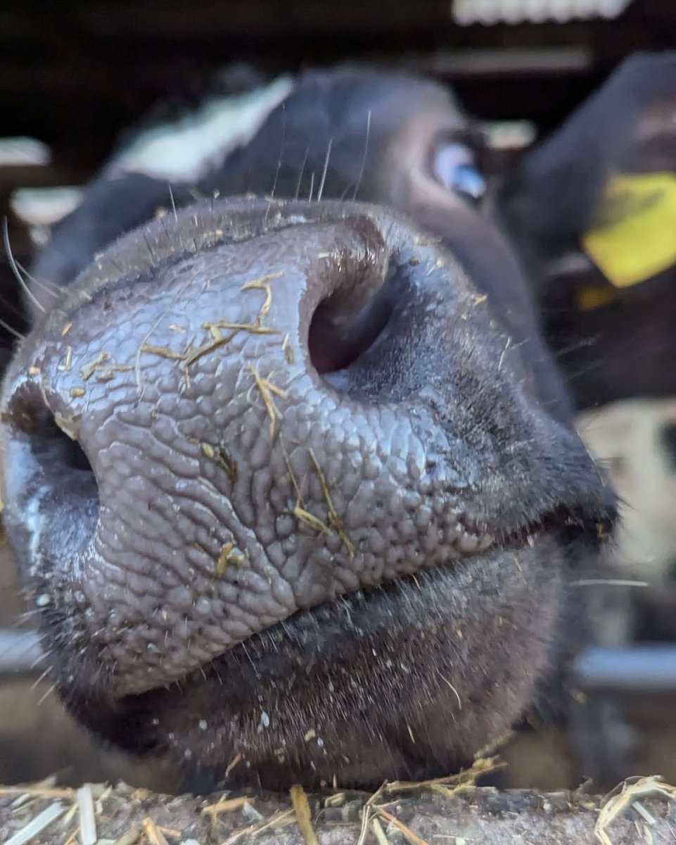 Addy_arjunaidi3's tweet image. The photos I took while feeding them this morning are just too cute! The calves were drinking their milk, their eyes so innocent and adorable. The whole scene was warm and full of life, and it instantly lifted my mood #Texas #Tuesday #Farming #Cows #Cute #DairyCows #OrganicFarm