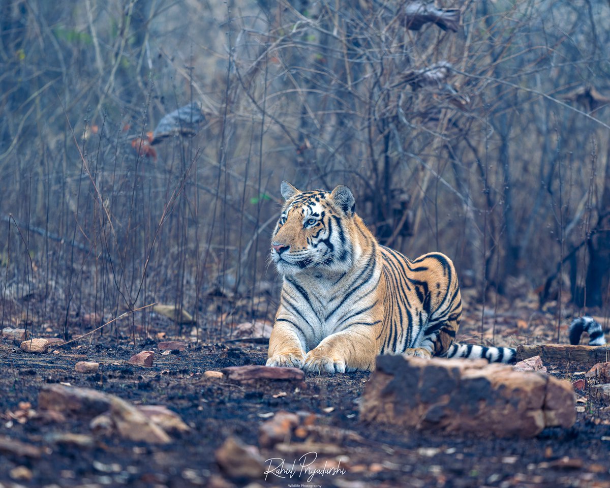 therealbaghira's tweet photo. Royalty in the making - one day, the jungle will be his. The sub-adult cub of tigress #P652 in @PannaTigerResrv 

-January ‘25

@BBCEarth @DiscoveryIN @SonyAlpha @ARVINDKAIN4 https://t.co/iRctxjhlvY