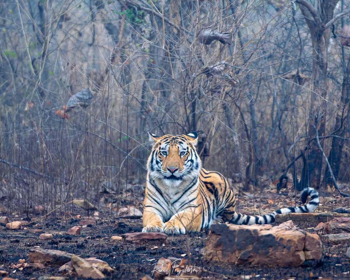 therealbaghira's tweet photo. Royalty in the making - one day, the jungle will be his. The sub-adult cub of tigress #P652 in @PannaTigerResrv 

-January ‘25

@BBCEarth @DiscoveryIN @SonyAlpha @ARVINDKAIN4 https://t.co/iRctxjhlvY