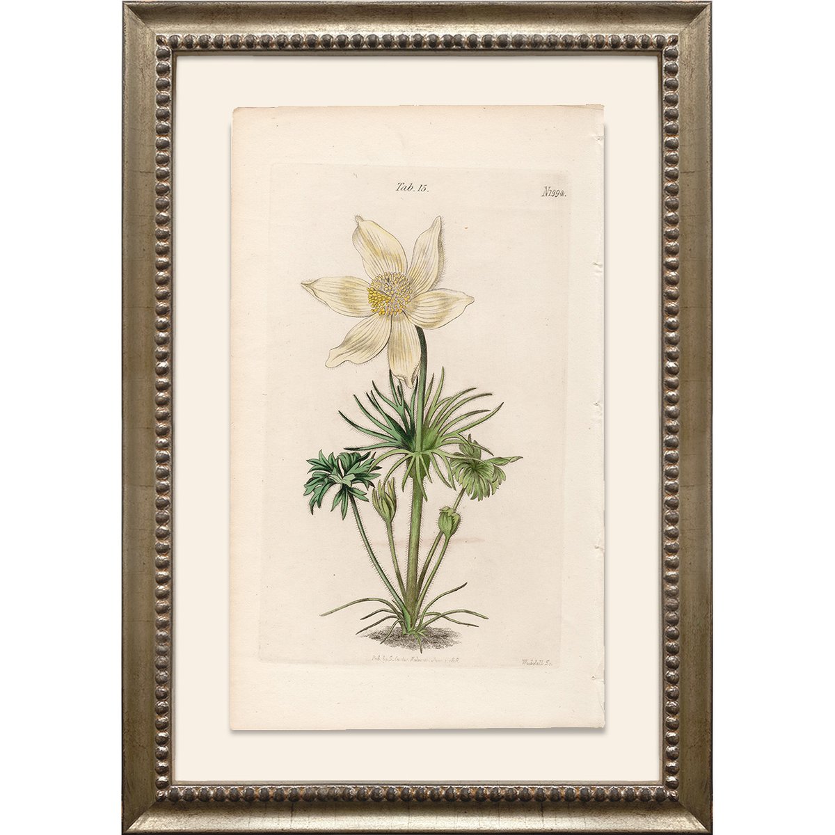 Turn your kitchen into an 18th-century greenhouse—minus the humidity. These vintage botanical prints bring a dash of old-world charm, a sprinkle of scientific curiosity, and zero need for watering. Snag a set before they’re history!  #botanicalprints #kitchendesign #historybuff