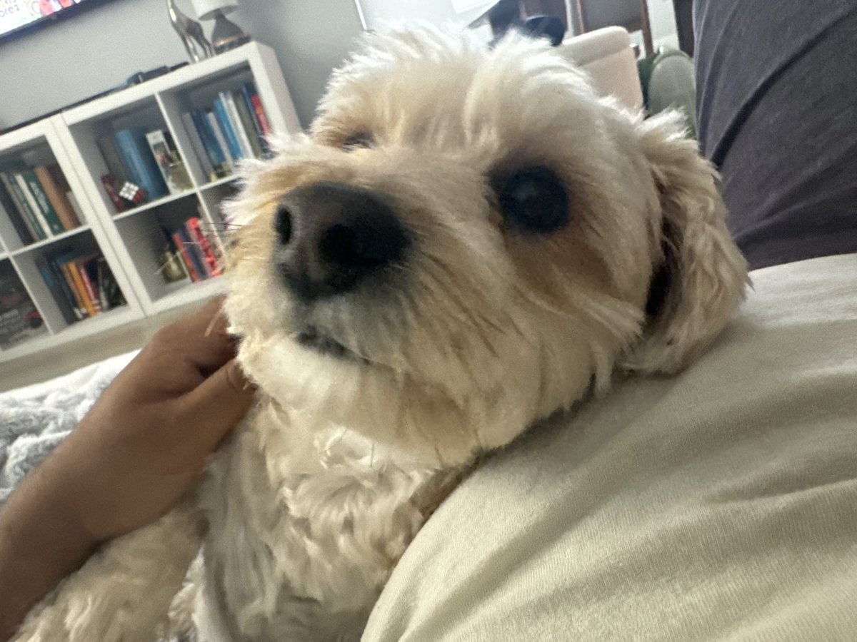 TheTedCoin's tweet image. I will always hold at least 1% I might buy more but I will never go below 1%. Hit the milestone and Teddy will give back. Just do as he says 🐶

dexscreener.com/solana/Fa7QrHn…