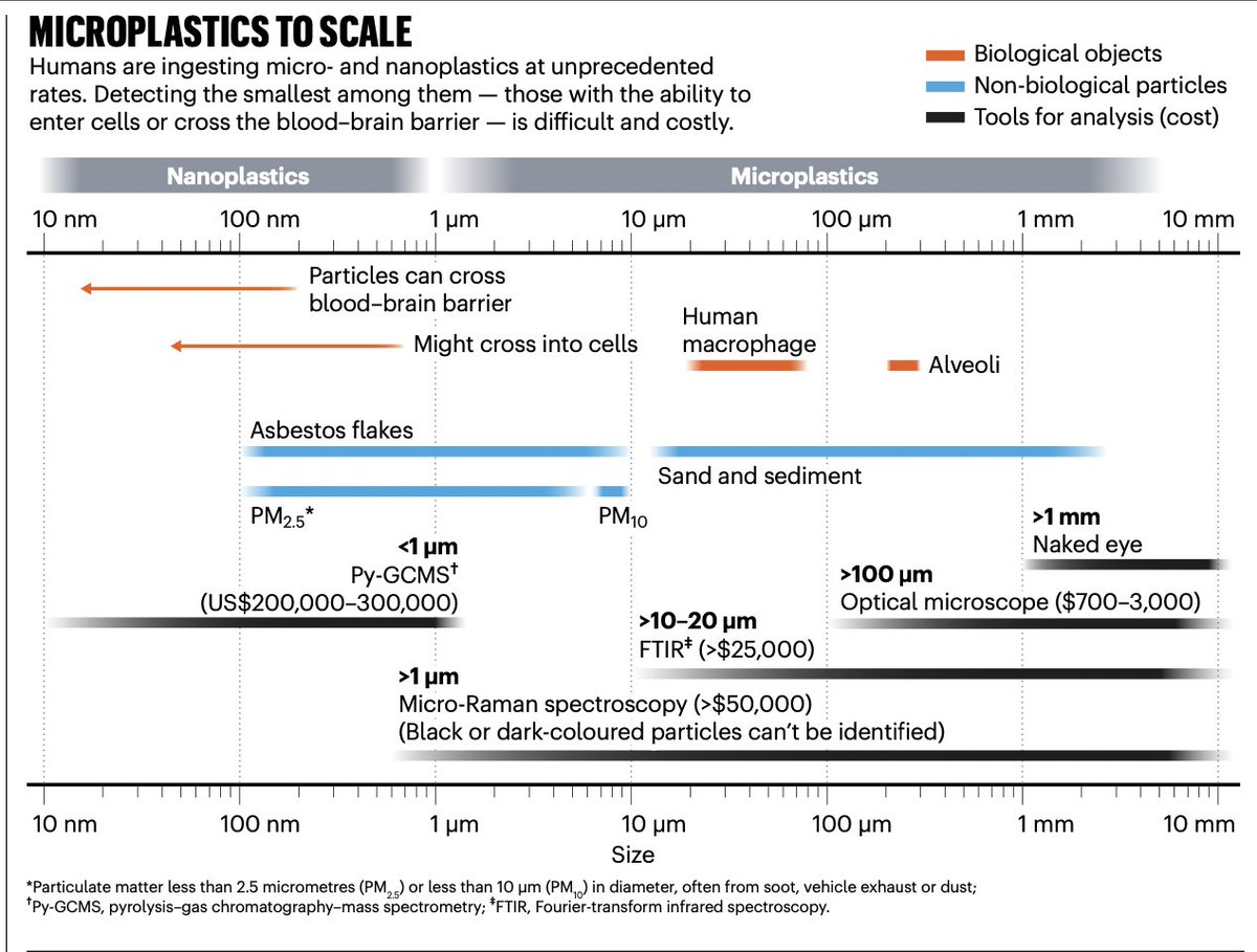 EricTopol's tweet photo. Microplastics and nanoplastics, in wake of the recent report of a "spoonful in our brains" 
a new feature @Nature 
https://t.co/B849vTh17C by @maxdkozlov https://t.co/v4u2jDsQ6h