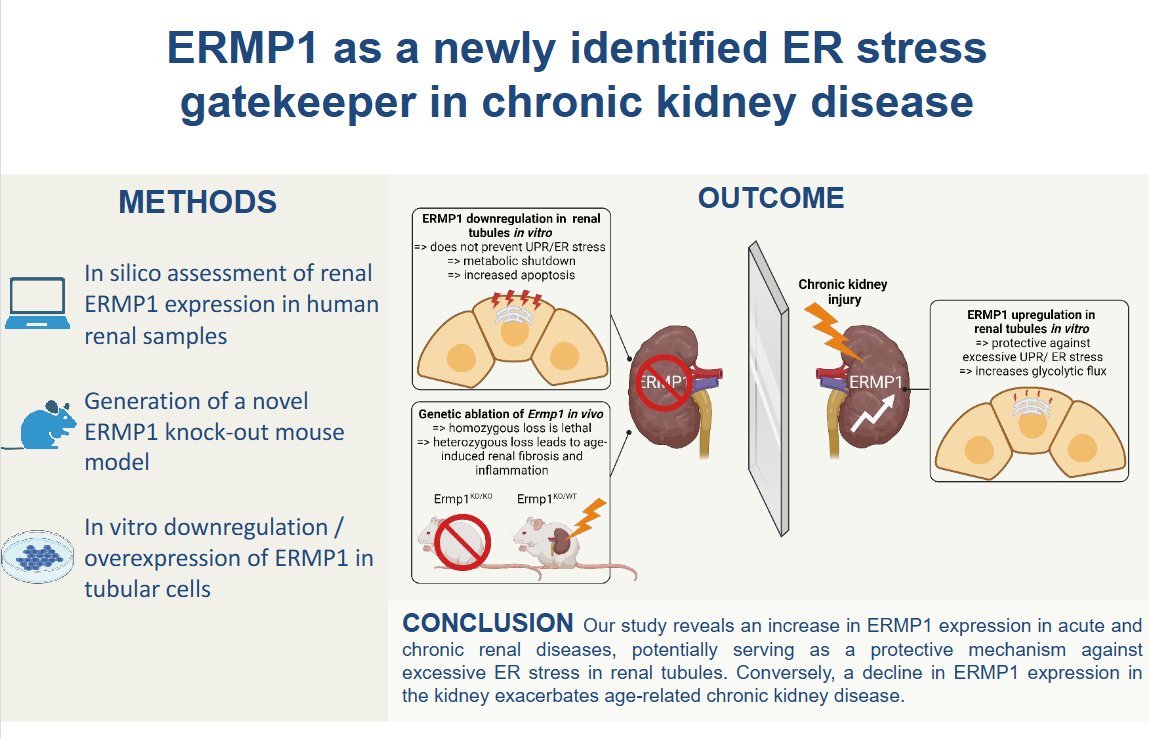 This Happy Tuesday we have an exciting #OpenAccess article out of <a href="/unige_en/">UNIGE_en</a> for today's #ArticleinPress, ERMP1 as a newly identified ER stress gatekeeper in chronic kidney disease (Marta Correia de Sousa et al.):

ow.ly/mvsf50UWKbf

#KidneyDisease #Stress