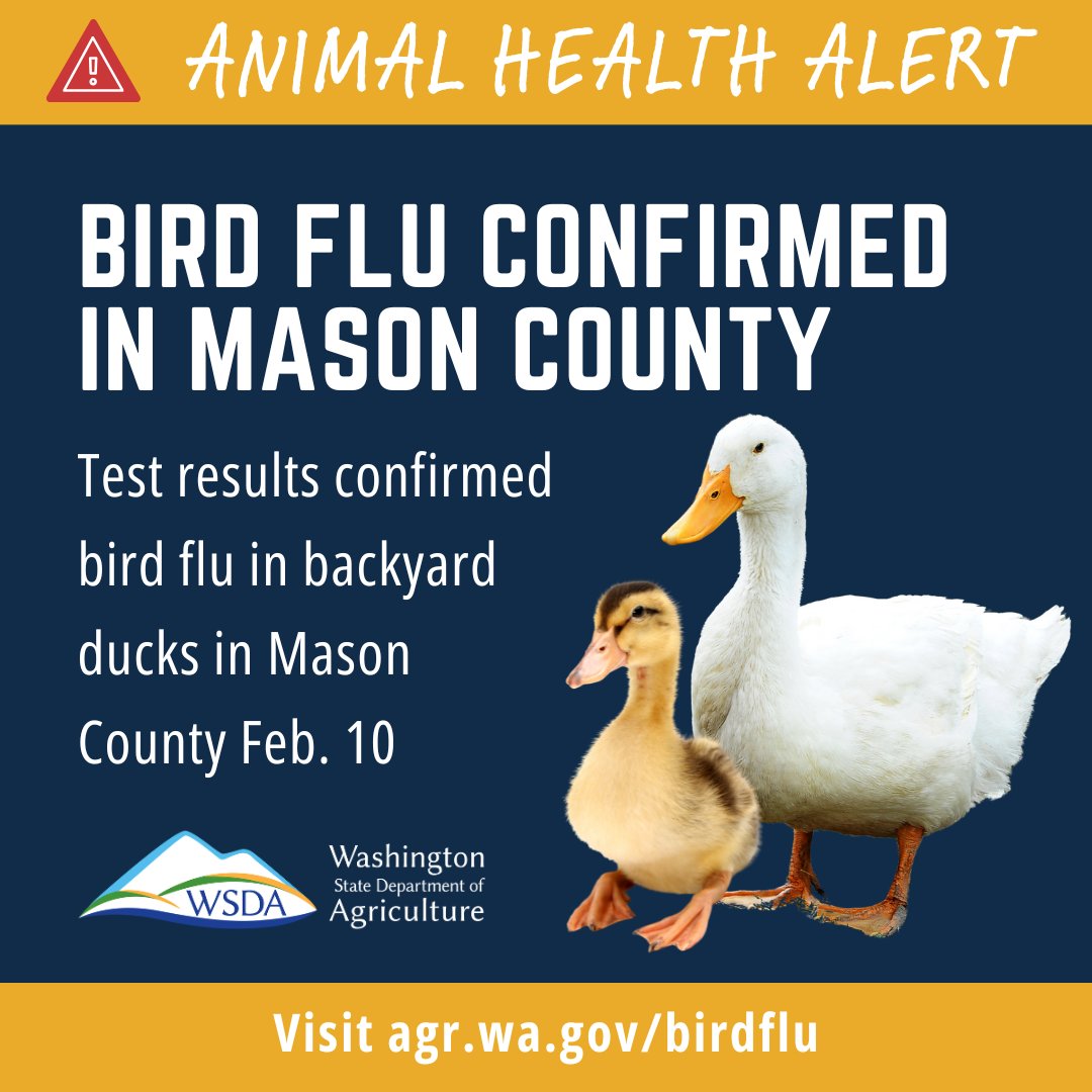 WSDAgov's tweet image. 🚨 Bird flu confirmed in backyard ducks in Mason County 2/10/25 🦆

Read more in today’s news release: agr.wa.gov/about-wsda/new…

#HPAI #BirdFlu #MasonCounty #DefendTheFlock #WSDA