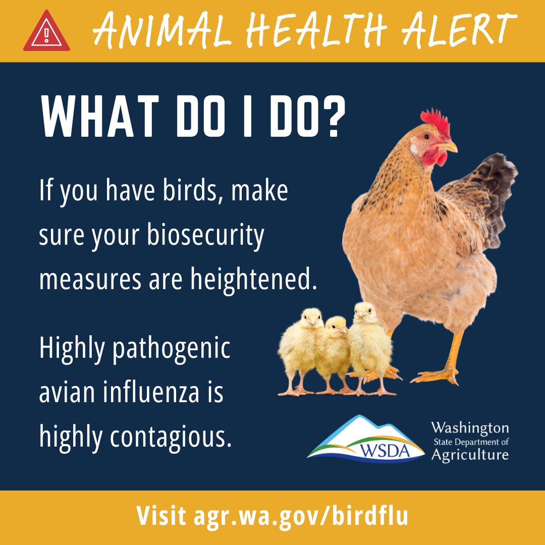 WSDAgov's tweet image. 🚨 Bird flu confirmed in backyard ducks in Mason County 2/10/25 🦆

Read more in today’s news release: agr.wa.gov/about-wsda/new…

#HPAI #BirdFlu #MasonCounty #DefendTheFlock #WSDA