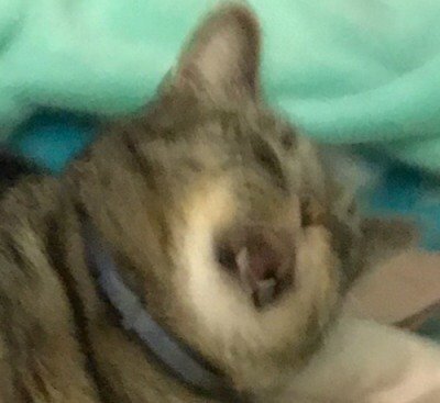 Xiao (@karmicdestroyer) on Twitter photo 