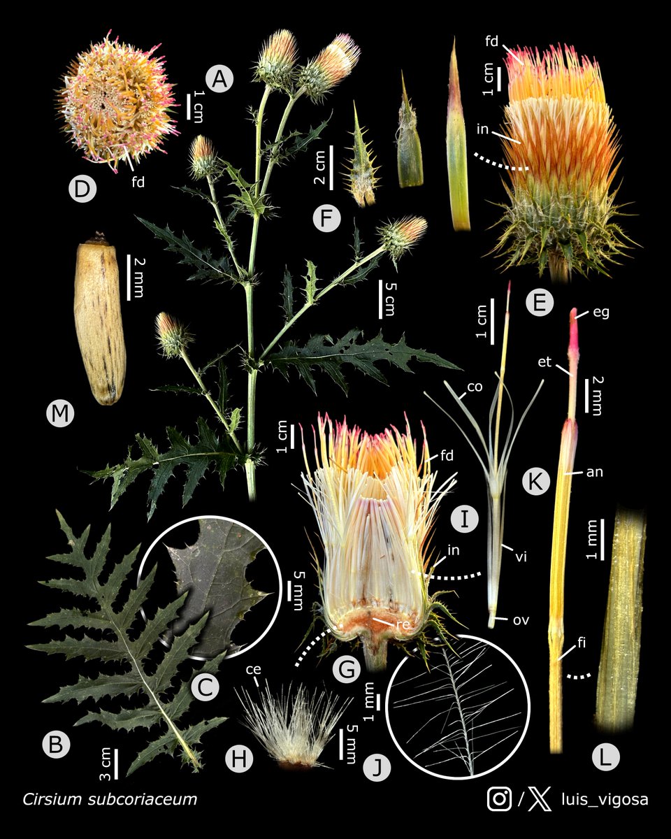 Cirsium subcoriaceum (Asteraceae)
#botany #flowers #taxonomy #plants