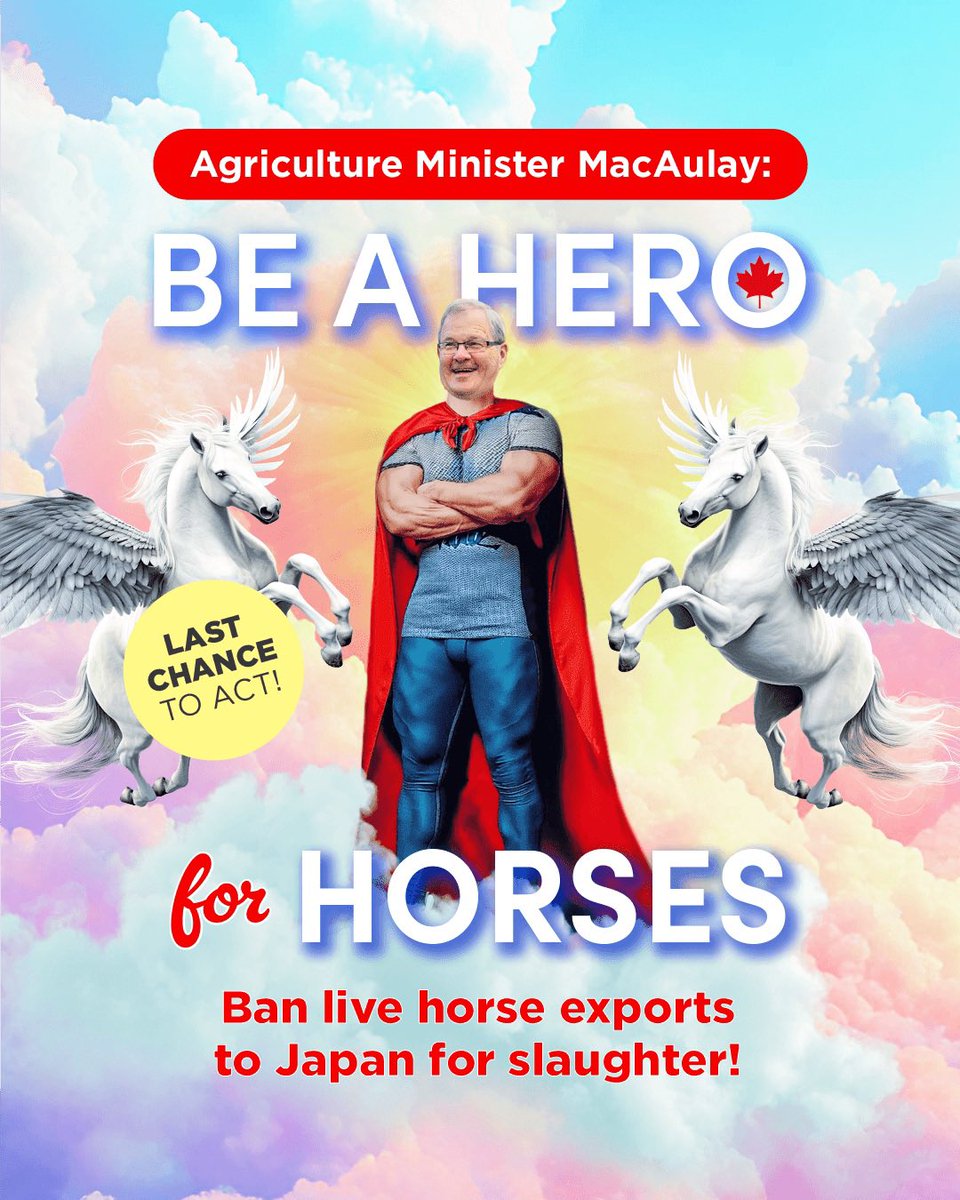 Horses can’t wait any longer, <a href="/L_MacAulay/">Lawrence MacAulay</a>! 🐴⚠️ Please be a #HeroForHorses &amp; ban the live export of Canadian horses to Japan for slaughter! #CdnPoli #CdnAg