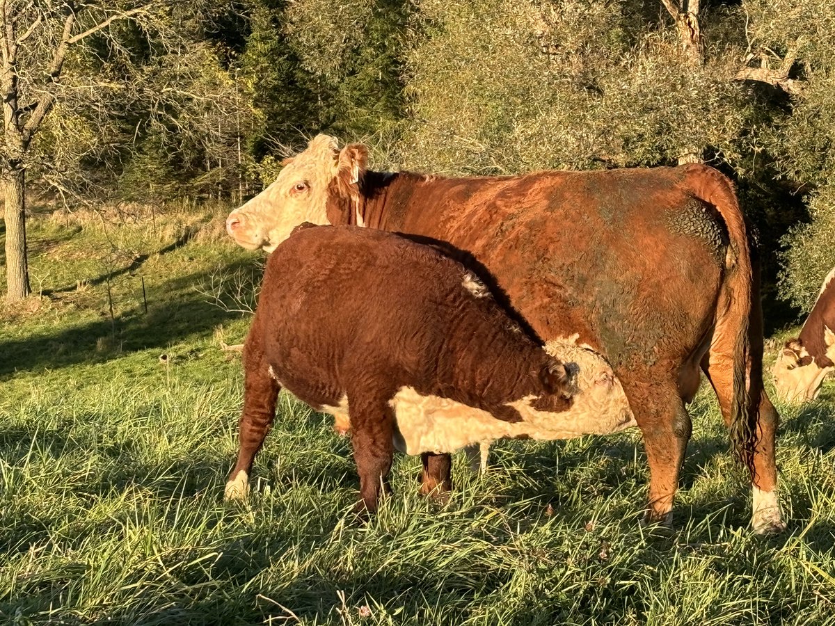 Happy #CdnAgDay 

<a href="/BeefFarmersON/">Beef Farmers of Ontario</a> 
<a href="/CanCattle/">Canadian Cattle Association</a> 
<a href="/CAN_Hereford/">Canadian Hereford</a> 
<a href="/OntarioHereford/">Ontario Hereford</a>