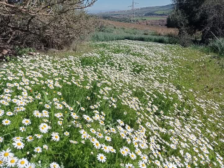 Bouhbila Farid 🇩🇿 فريد بوحبيلة (@faridbouhbila) on Twitter photo 