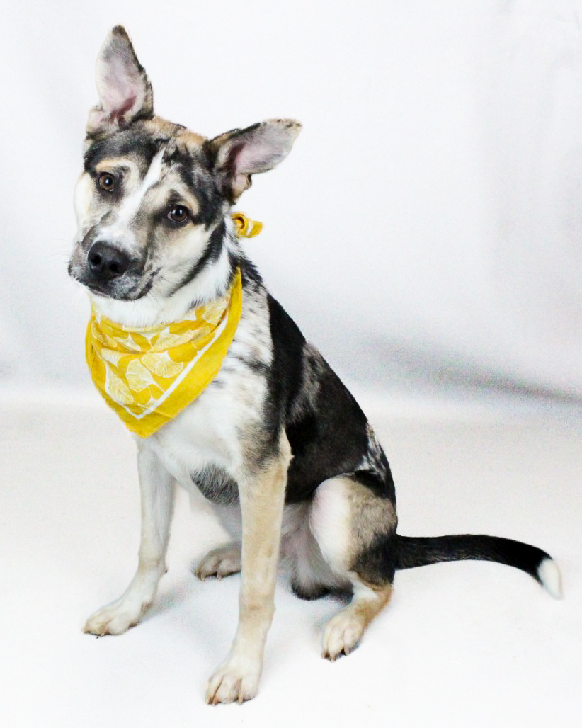 GvlAnimalCare's tweet photo. It's time for #TeamFavoriteTuesday!
Meet Paint! 🎨

Paint is a playful and curious 2 year old boy who’s ALWAYS up for an adventure!  If you’re looking for a fun-loving companion who thrives on treats and outdoor fun, Paint might be your perfect match!

Adopt Paint today! https://t.co/HDF3npM5qy