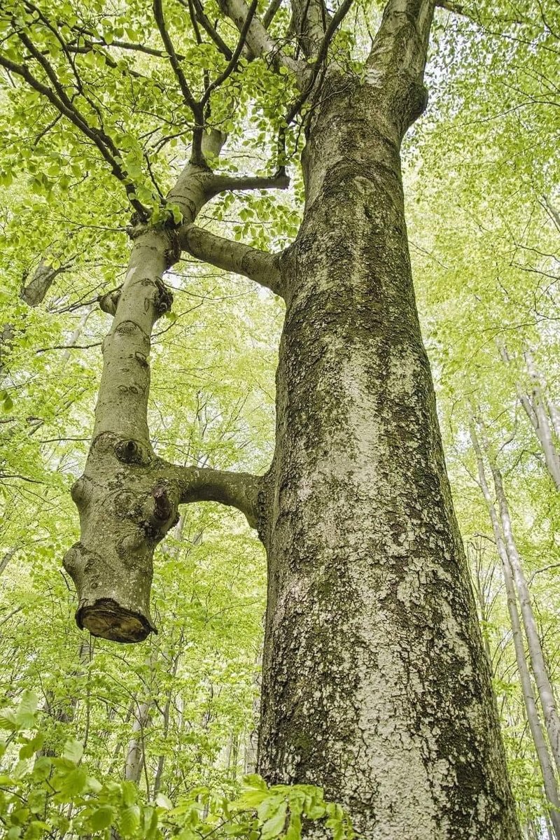 The beauty of symbiosis in nature 🧵

1. The thinner tree was cut down years ago, and the larger one has been supporting and feeding it since then. They "wake up" together in the spring and "go to sleep" together in the autumn. This natural phenomenon is known as inosculation.