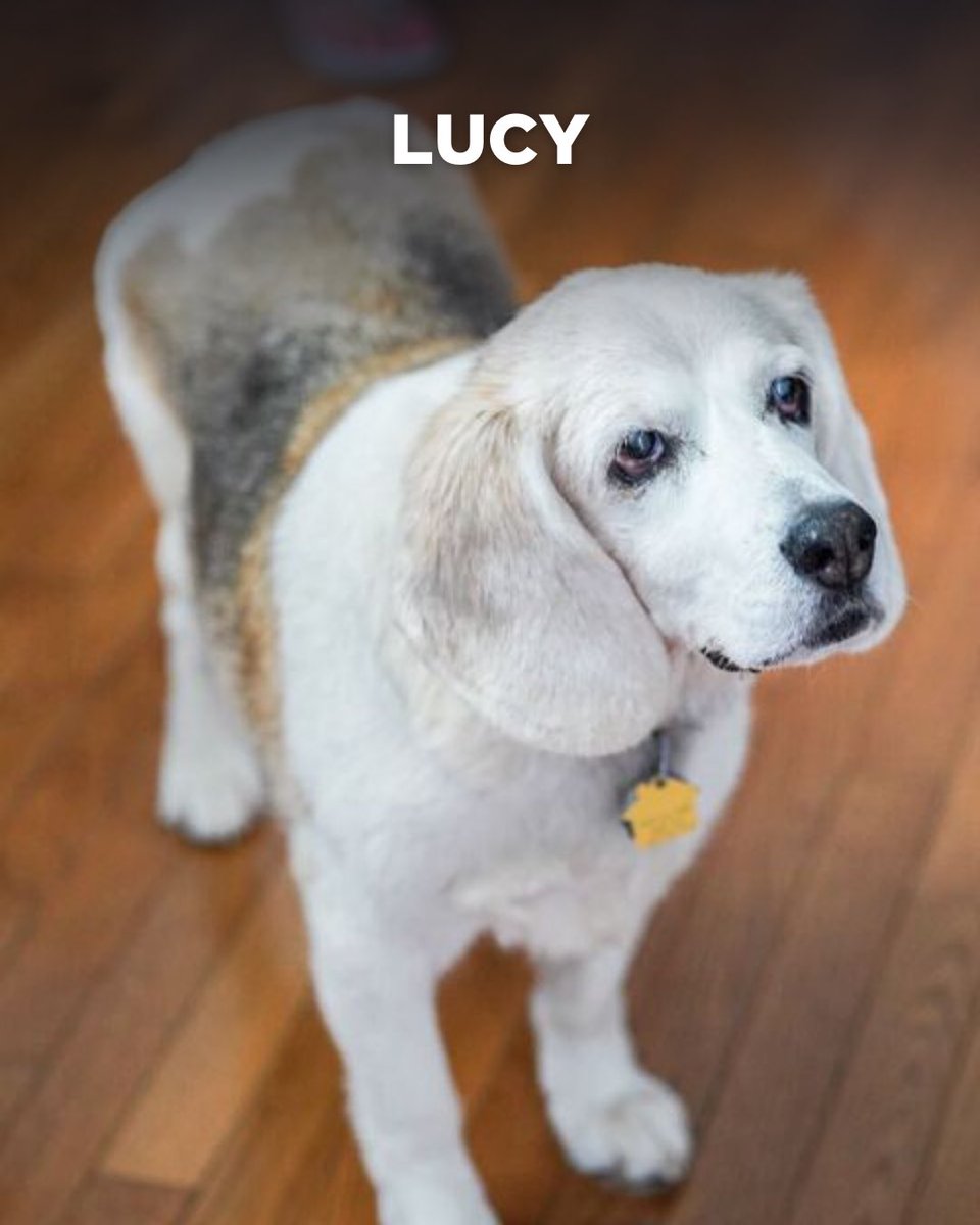 Beagle Freedom Project tweet media