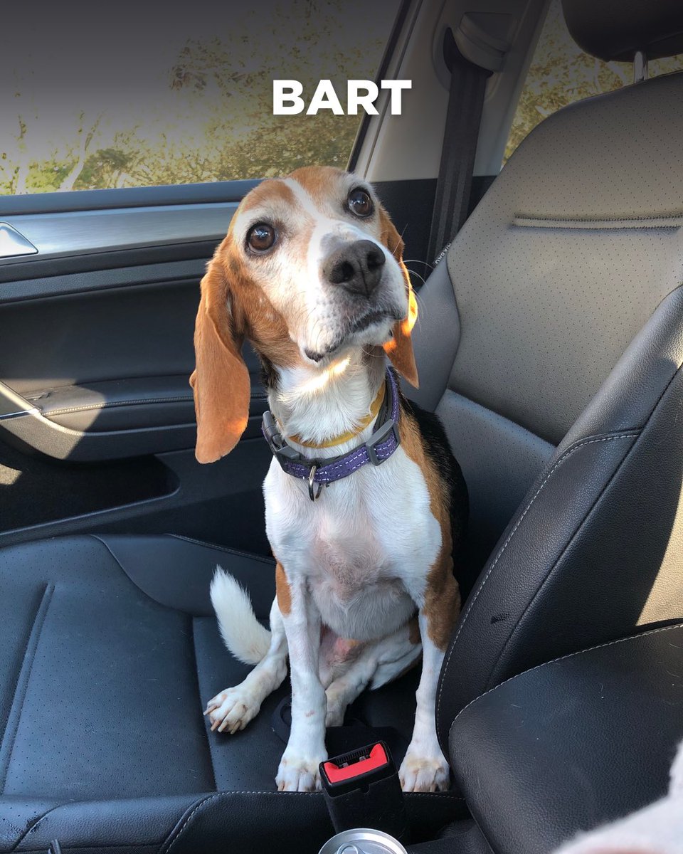 Beagle Freedom Project tweet media
