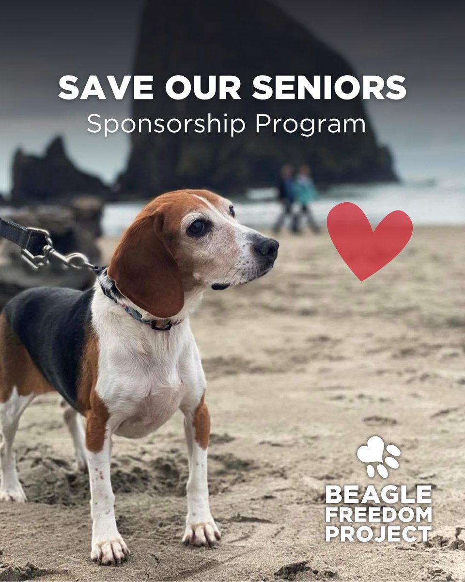 Beagle Freedom Project tweet media