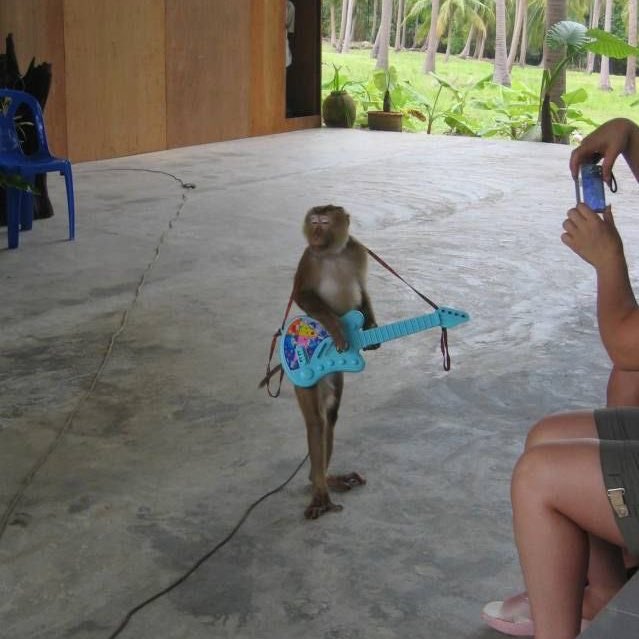 내가 만든 우리에서 바나나 처먹읍시다