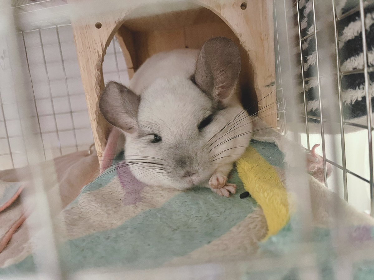 仕事に行こうと思って覗いたらこの状態でこっち見てた　でろーん