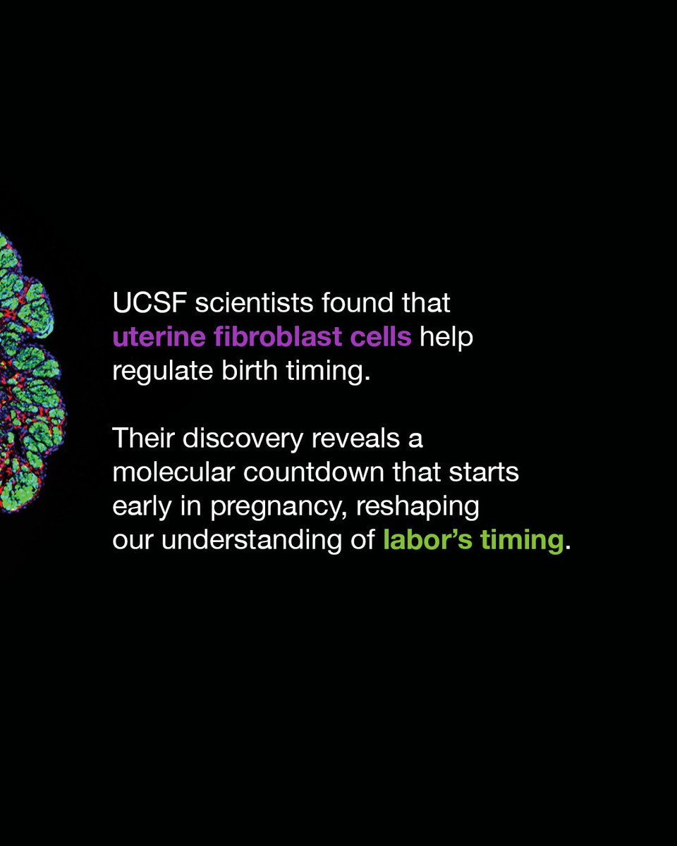 Why are some babies born on time, while others are premature? UCSF scientists found that the uterus uses a molecular timer to ensure a timely birth. tiny.ucsf.edu/nHmfr2