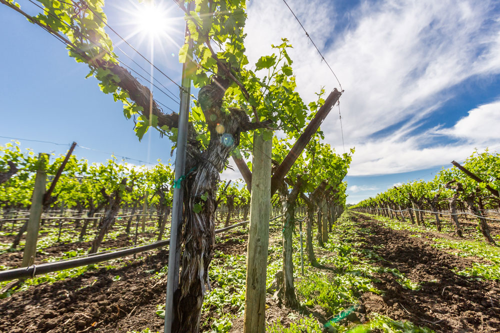 Beneath the rolling hills of Napa Valley, our vines stretch deep into the earth, drawing strength from the land that has sustained them for decades. From the soil to the stars, our wines carry the story of Napa’s rich heritage and boundless beauty.