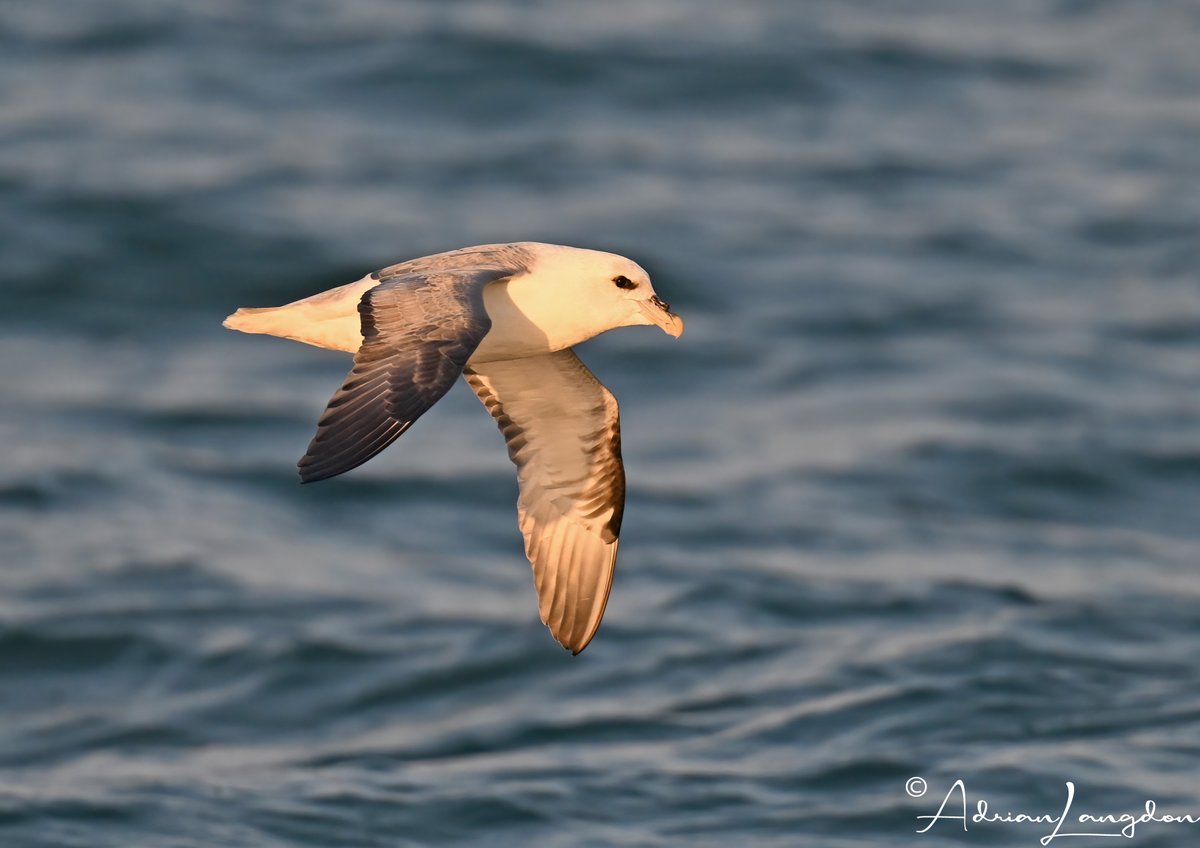 Adrian Langdon (@maxshearwater) on Twitter photo An incredible array of wildlife off the N Cornwall coast today on our <a href="/cornwallsealGRT/">Cornwall Seal Group Research Trust</a> survey. 1k+ gannets, 2k+ RZB, 3k+ Gullies, Kwks, Com Dolphin, grey seals & H Porpoise. #wildcornwall <a href="/camelbirder/">Derek Julian</a> <a href="/BobBosisto/">Bob Bosisto</a> <a href="/Kernowringer/">Peter Roseveare</a> <a href="/CBWPS1/">Cornwall Birds</a> <a href="/JasminaGoodair/">Jasmina Goodair</a> <a href="/newquayseasafar/">newquay sea safaris</a> An incredible array of wildlife off the N Cornwall coast today on our <a href="/cornwallsealGRT/">Cornwall Seal Group Research Trust</a> survey. 1k+ gannets, 2k+ RZB, 3k+ Gullies, Kwks, Com Dolphin, grey seals & H Porpoise. #wildcornwall <a href="/camelbirder/">Derek Julian</a> <a href="/BobBosisto/">Bob Bosisto</a> <a href="/Kernowringer/">Peter Roseveare</a> <a href="/CBWPS1/">Cornwall Birds</a> <a href="/JasminaGoodair/">Jasmina Goodair</a> <a href="/newquayseasafar/">newquay sea safaris</a>
