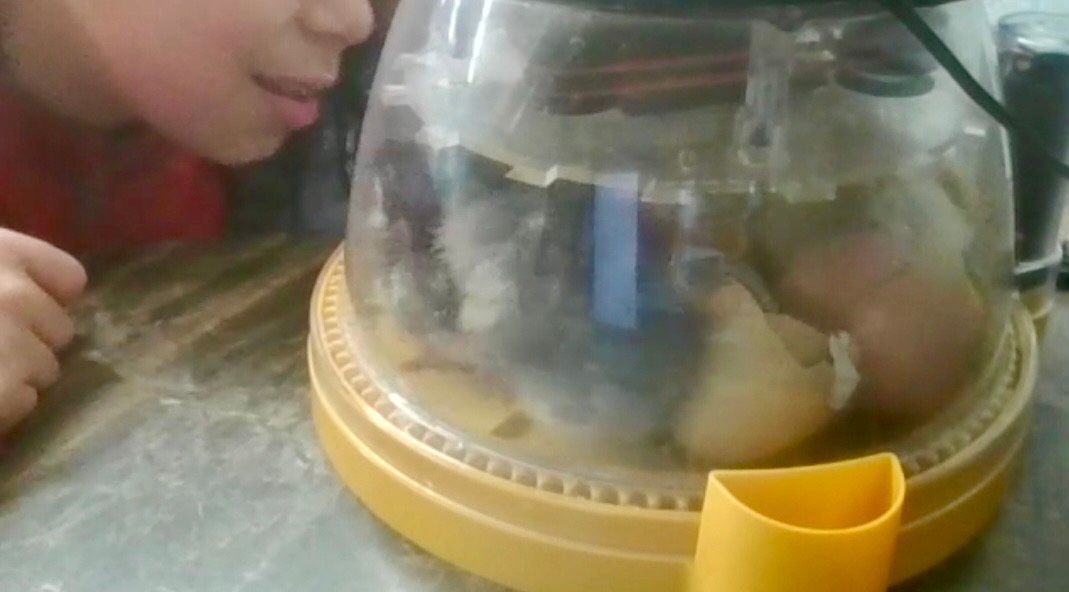 5 Baltimore City Public School classes  are hatching chicks today from the eggs &amp; kits provided by @friendsgkf! Teachers are taking the chicks home over the long weekend. They'll be back next week, so kids can interact w/ them b4 Farm staff pick them up to care for at the farm.