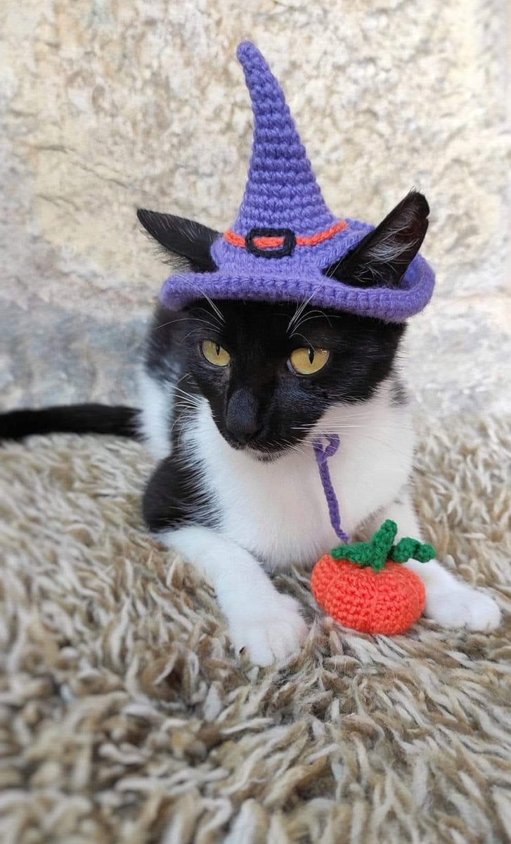 GreenSlipStitch's tweet photo. @ShouldHaveCat And the best Halloween costume awards goes to??? 📷
https://t.co/rDfISKY1ZG https://t.co/nCpVsdMXWb